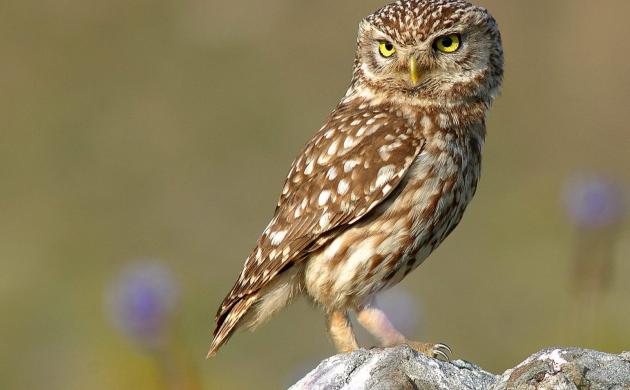 slimmer zoeken op het web